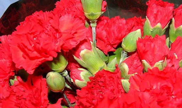 عکس گل میخک
