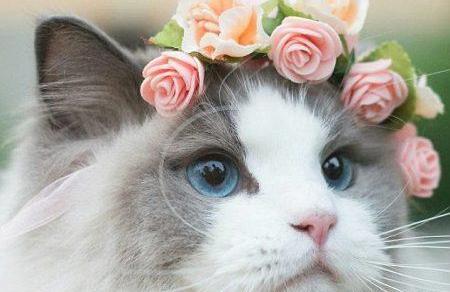 عکس گربه ملوس