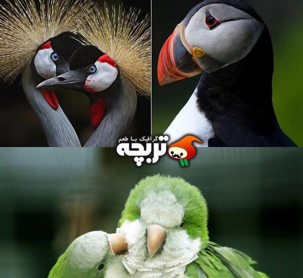 عکس طوطی در طبیعت