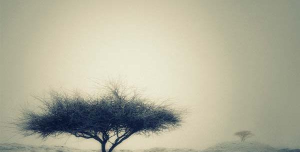 عکس ارزو قاسمی