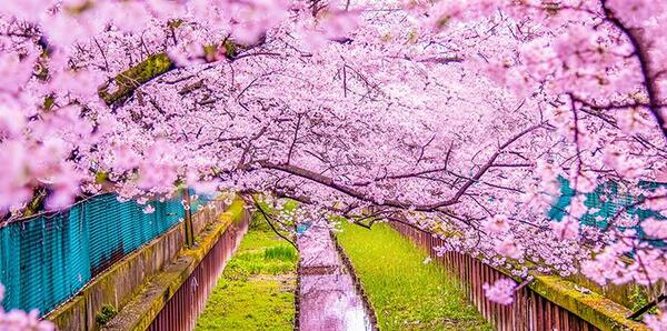 عکس شکوفه گیلاس ژاپن