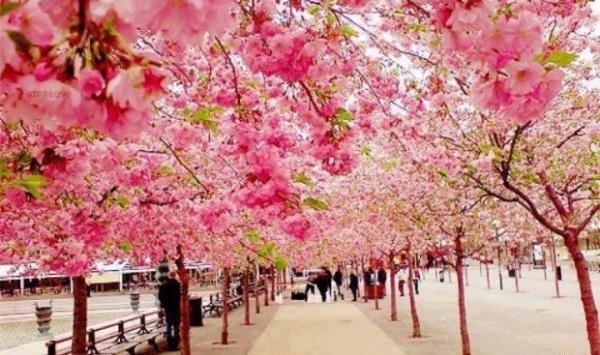 عکس شکوفه گیلاس ژاپن