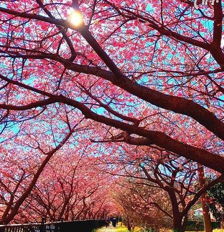 عکس شکوفه گیلاس ژاپن