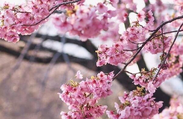 عکس شکوفه گیلاس ژاپن
