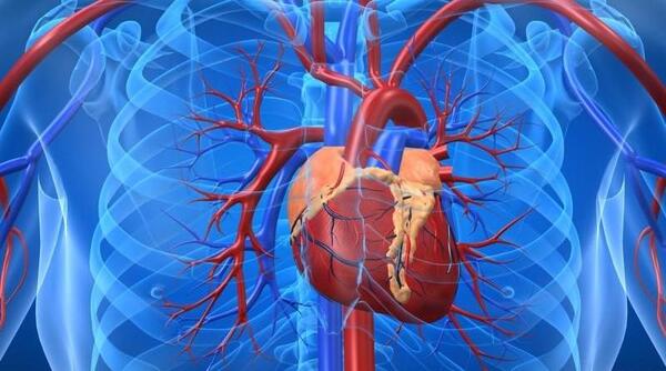 عکس قلب واقعی انسان برای پروفایل