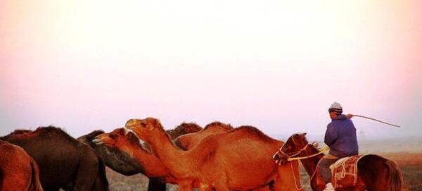 عکس شتر ترکمنی