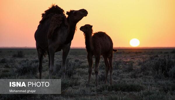 عکس شتر ترکمنی