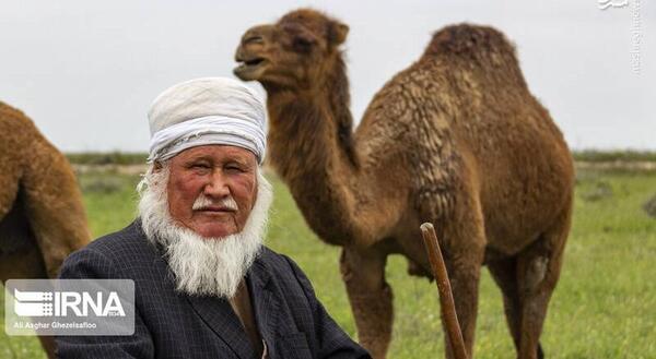 عکس شتر ترکمنی