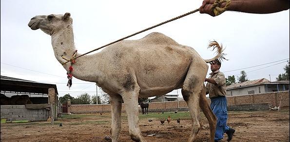 عکس شتر ترکمنی
