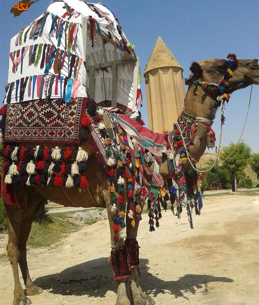 عکس شتر ترکمنی