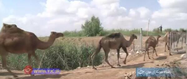 عکس شتر ترکمنی