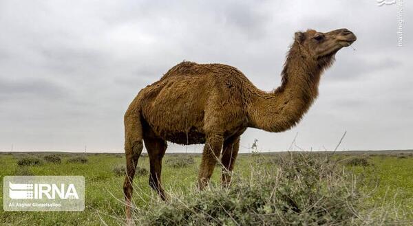 عکس شتر ترکمنی