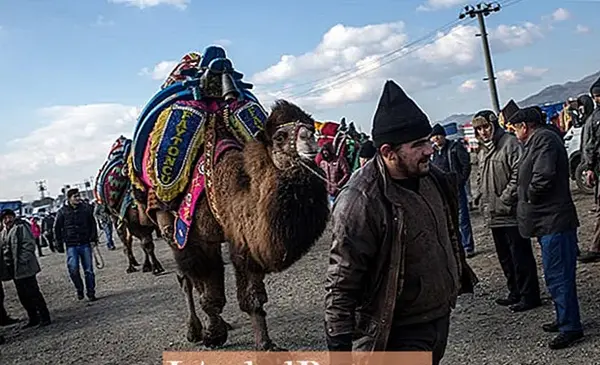 عکس شتر ترکیه