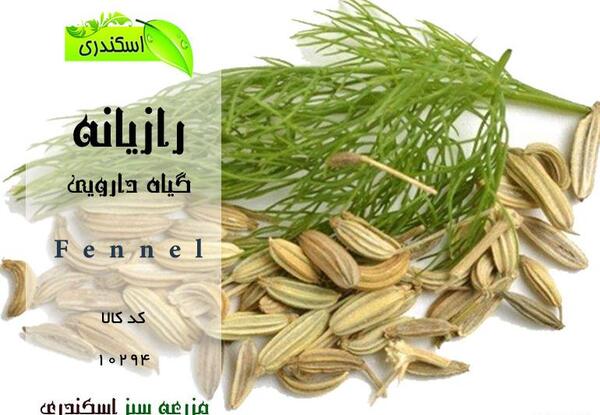 عکس گیاه رازیانه دارویی