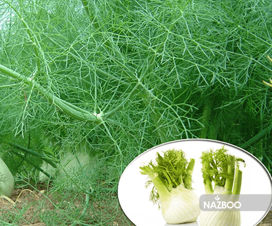 عکس گیاه رازیانه دارویی