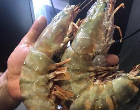 عکس غذای شاه میگو