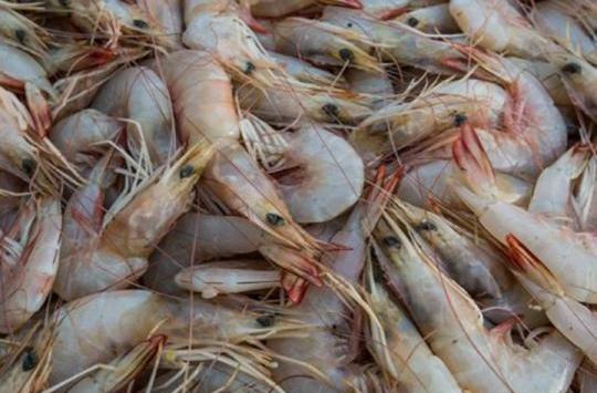 عکس غذای شاه میگو
