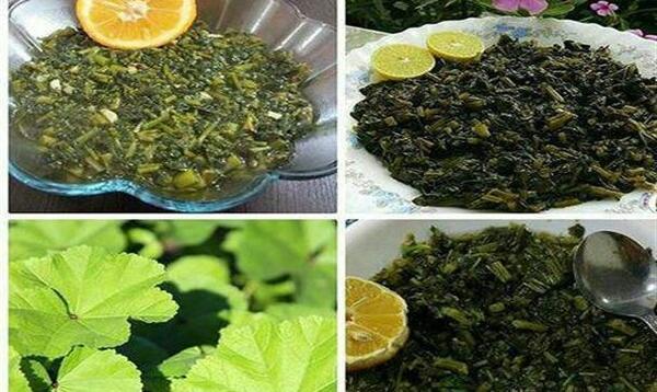عکس غذای توله