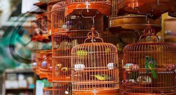عکس طوطی فروشی