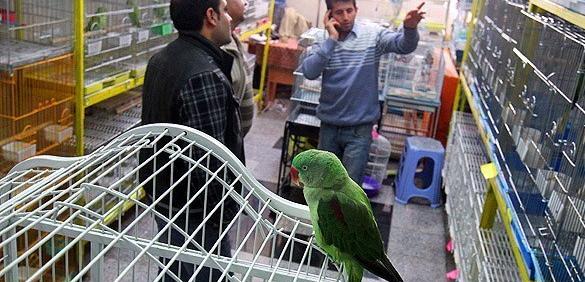 عکس طوطی فروشی