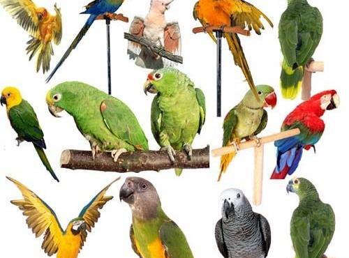 عکس طوطی فروشی