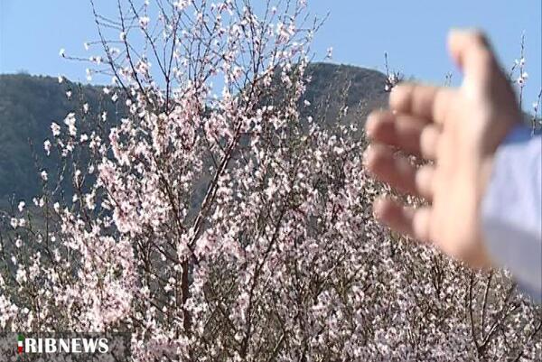 عکس شکوفه غلامی