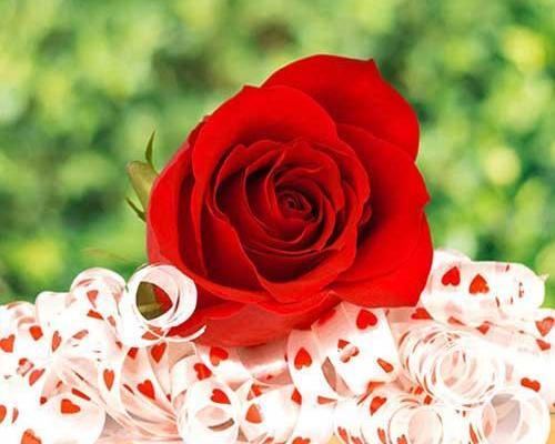 عکس گل قرمز برای پروفایل