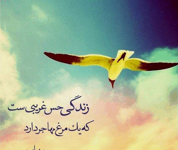 عکس سوگند سپهری