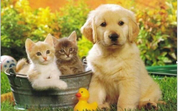 عکس ایده برای حیوانات خانگی