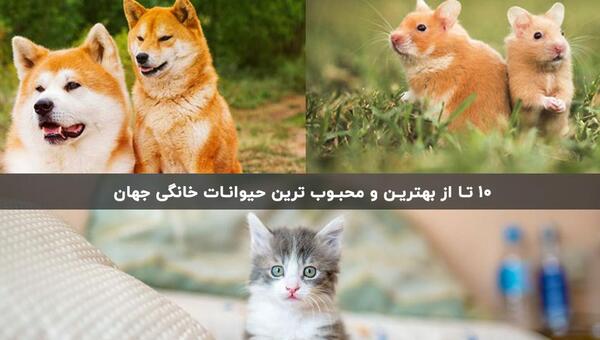 عکس ایده برای حیوانات خانگی