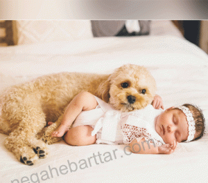 عکس ایده برای حیوانات خانگی