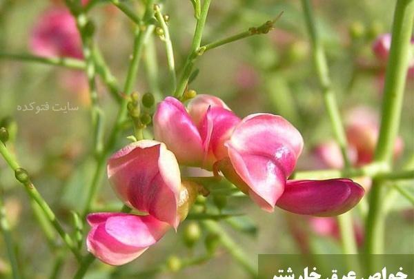 عکس عرق خارشتر