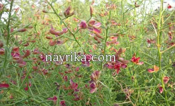 عکس عرق خارشتر