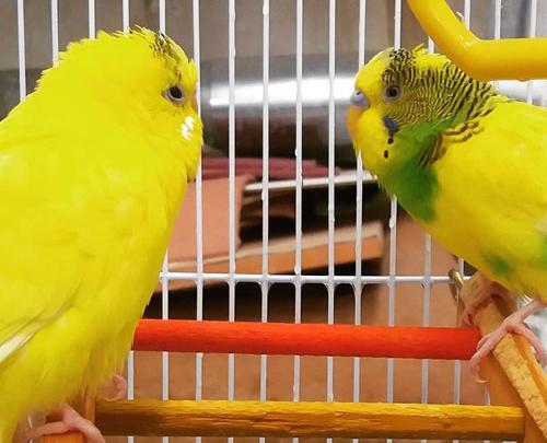عکس ایده اسم برای عروس هلندی