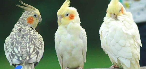 عکس ایده اسم برای عروس هلندی