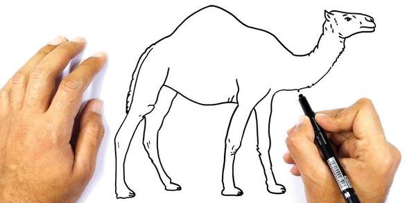عکس شتر فانتزی