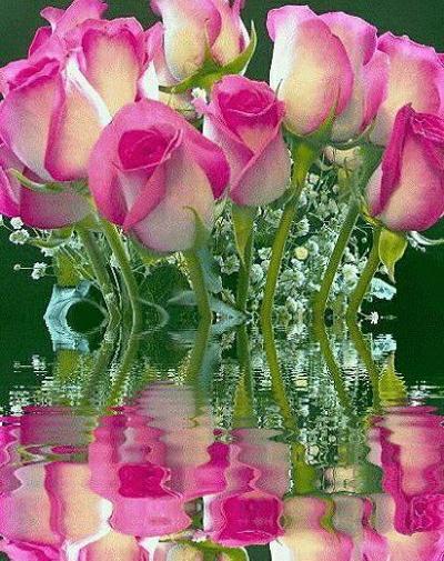 عکس گل های زیبا تقدیمی