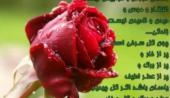 عکس گل های زیبا تقدیمی