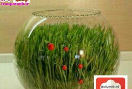 عکس سبزه عید داخل تنگ ماهی
