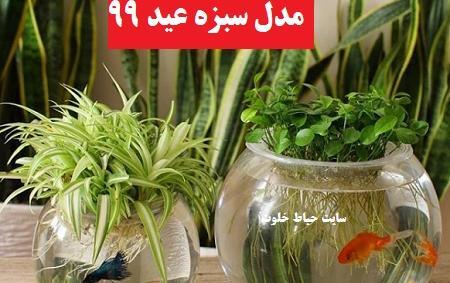 عکس سبزه عید داخل تنگ ماهی