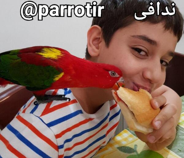 عکس طوطی لوری