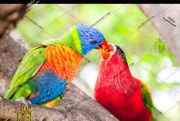 عکس طوطی لوری