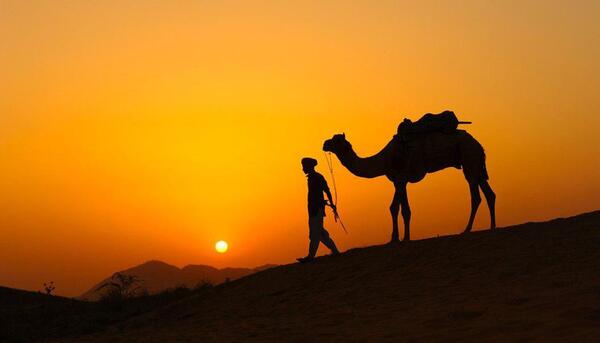 عکس شتر در غروب آفتاب