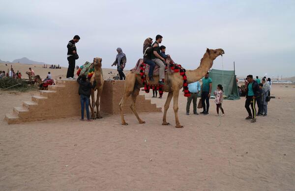 عکس شتر در غروب آفتاب