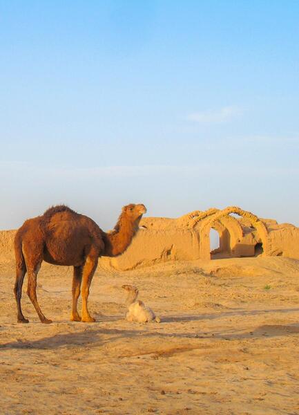 عکس شتر در غروب آفتاب