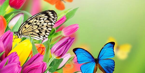 عکس پروانه های زیبا