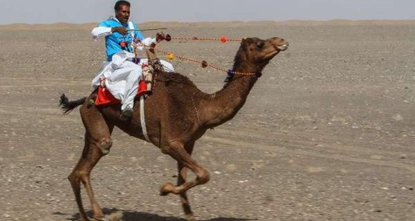 عکس شتر سواری