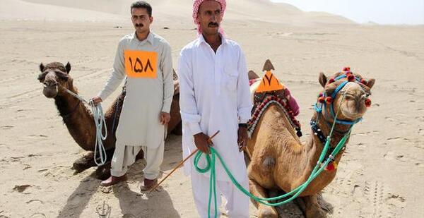 عکس شتر سواری