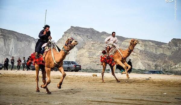 عکس شتر سواری