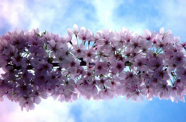 عکس های بهاری شیک